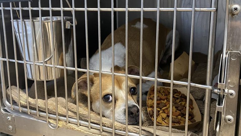 Albergues del país reducen casi un 60% el sacrificio de mascotas